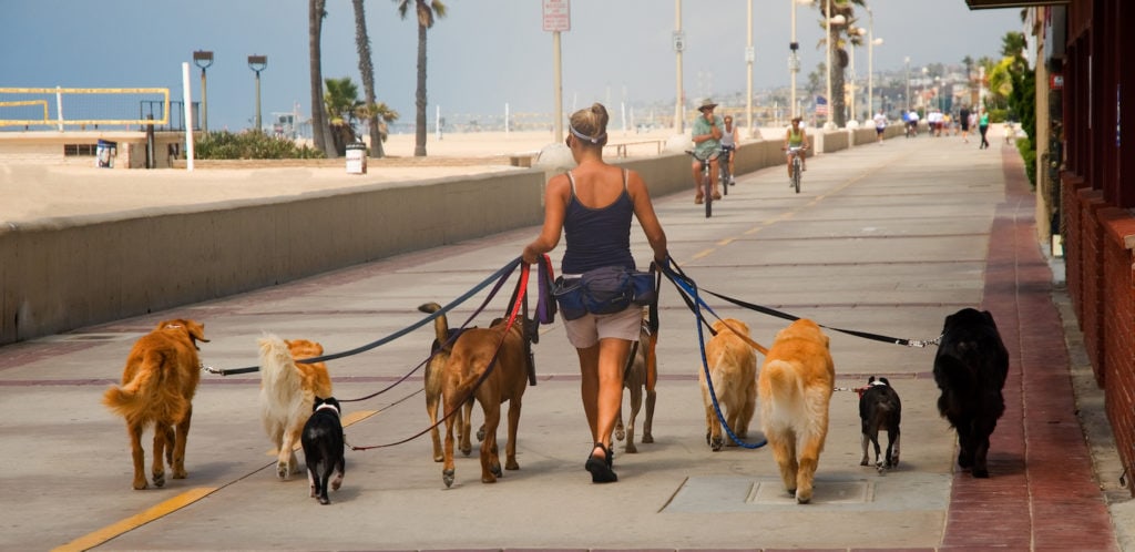 Dog Walker on broadwalk