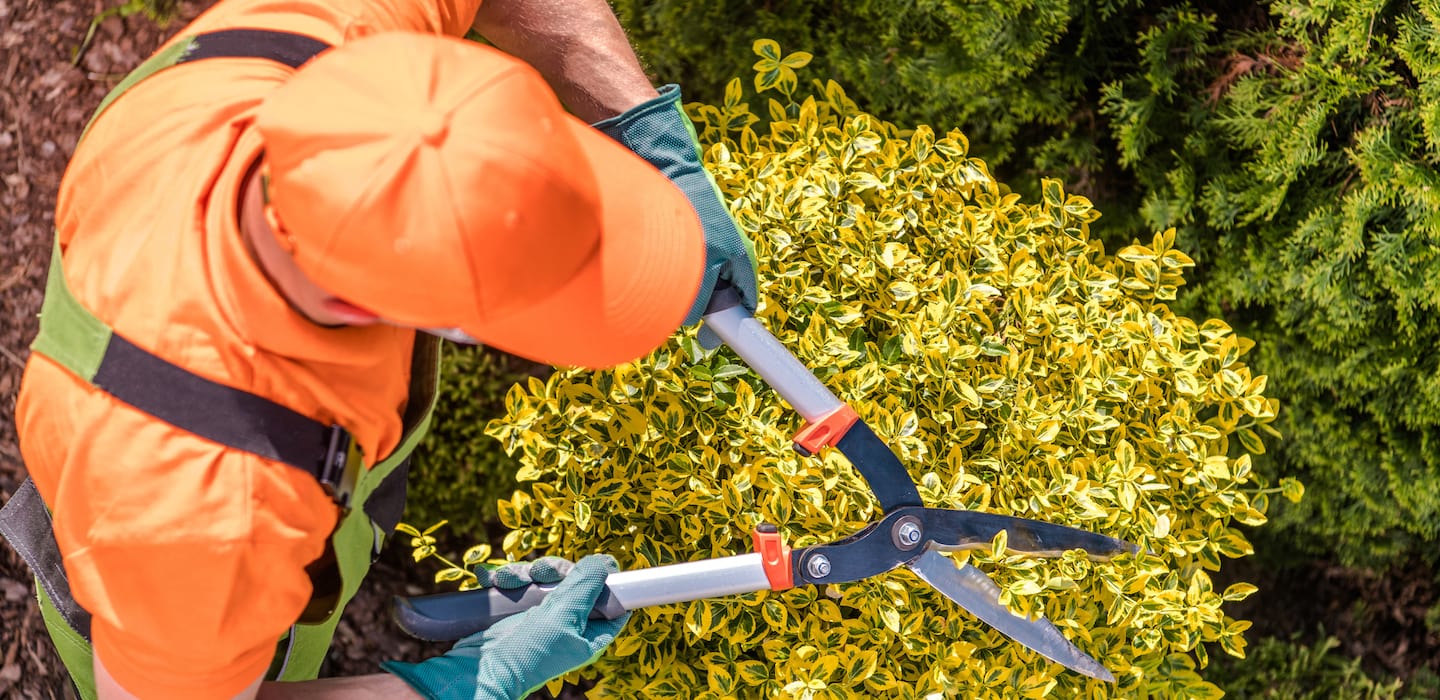 landscaper trimming shrub