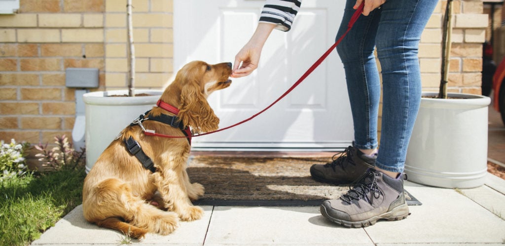 pet sitter giving dog a treat