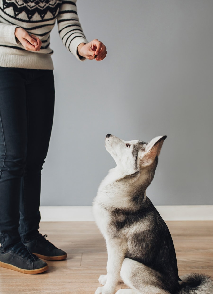 Do Dog Trainers Need Insurance