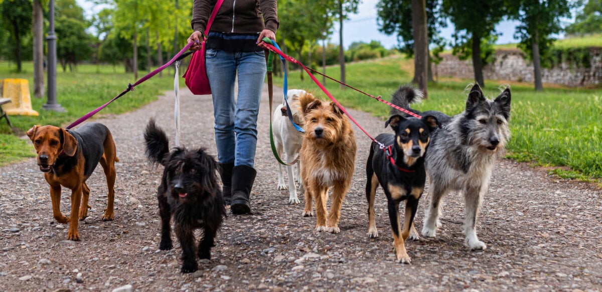 dog walker in park with dogs