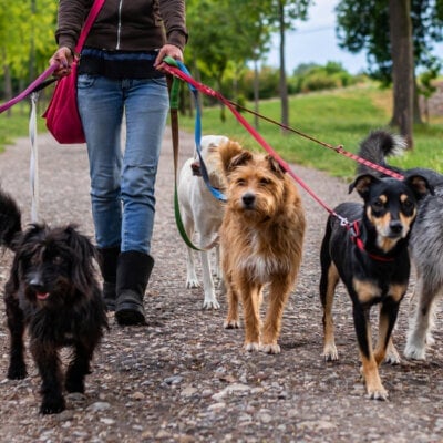 dog walker in park with dogs