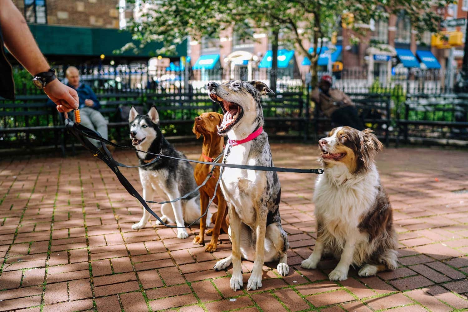 Dog Walker Salary Guide Thimble