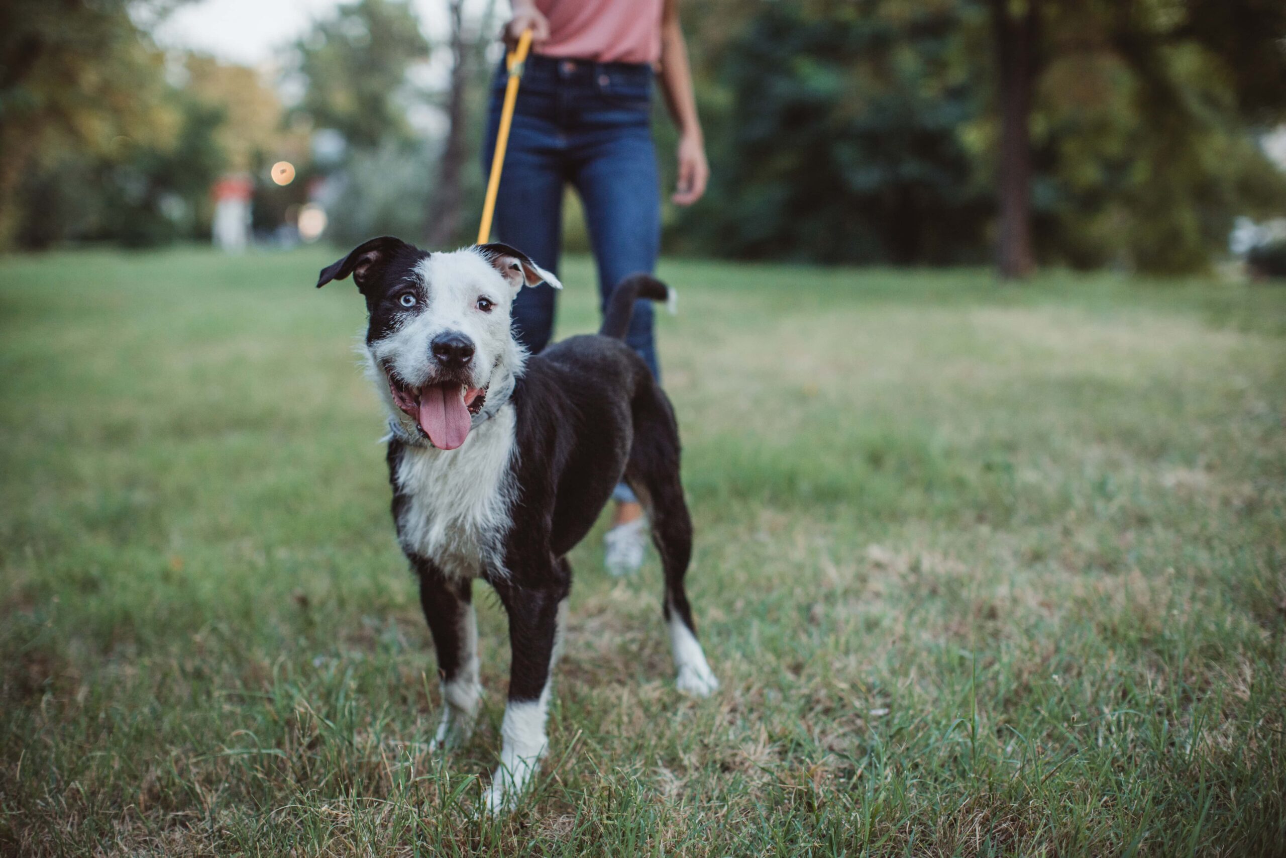 how do i get clients for my dog walking business