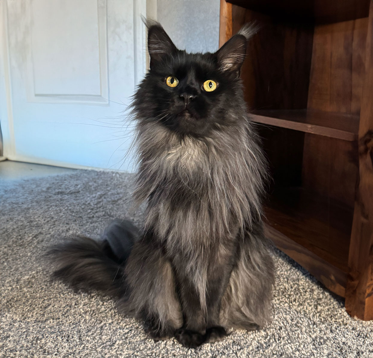 Jasper from Castle Pines CO 1
