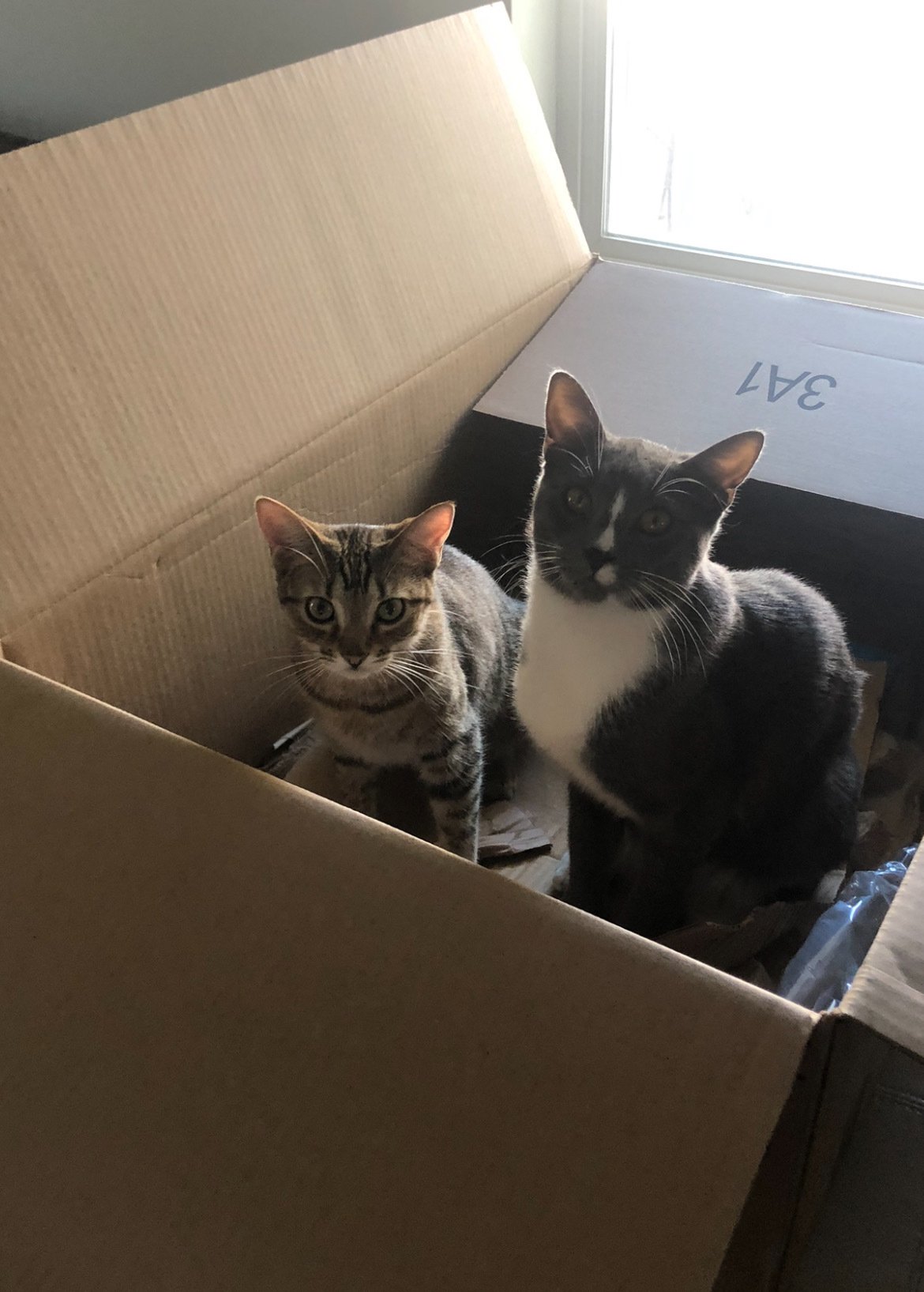 Pepper and Simon from Phoenix AZ