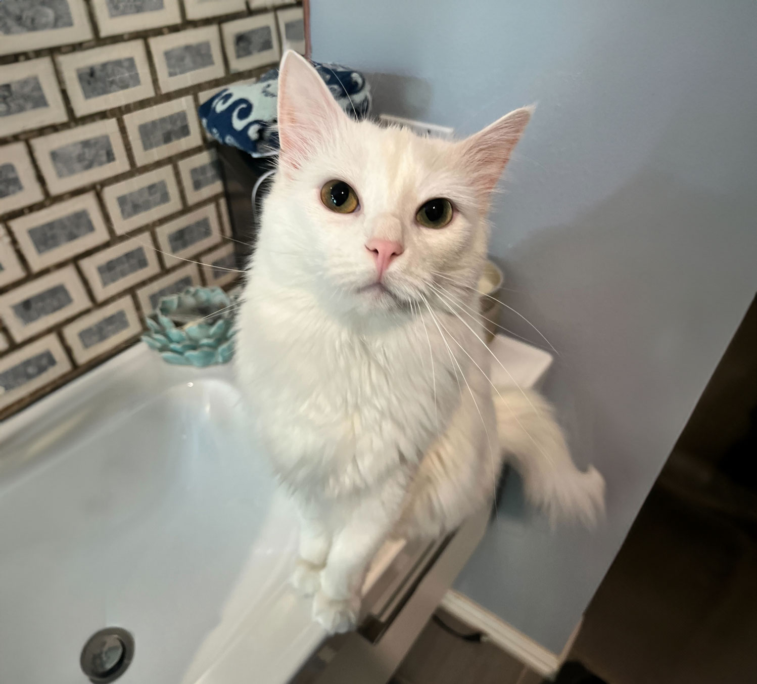 Princess from Highland Village TX