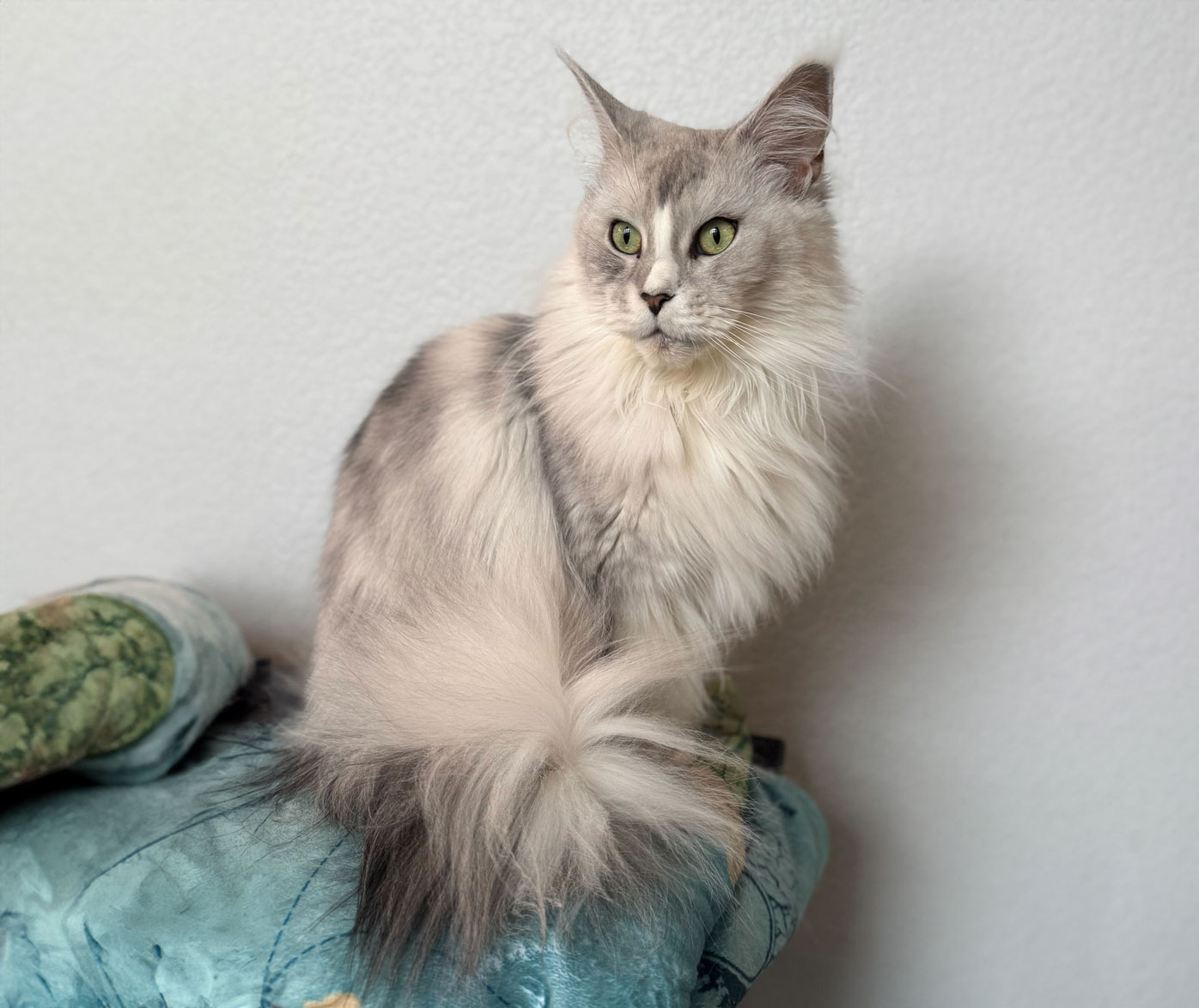 Sage from Castle Pines CO 1