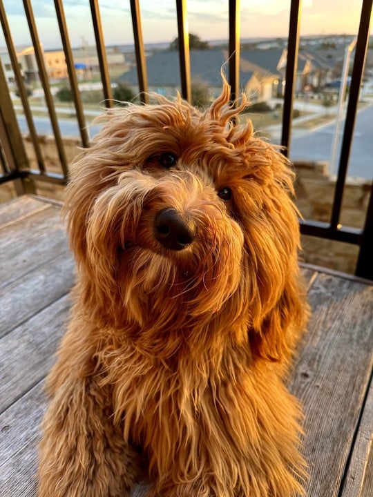 Sophie from Leander TX